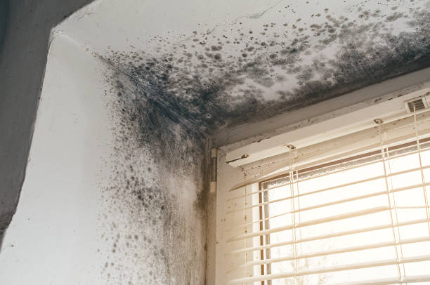 Affordable Attic Mold Remediation solutions in Savage, MD